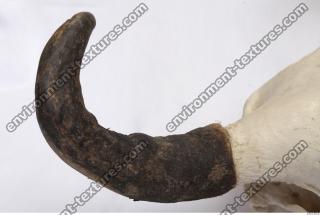 skull antler 0020